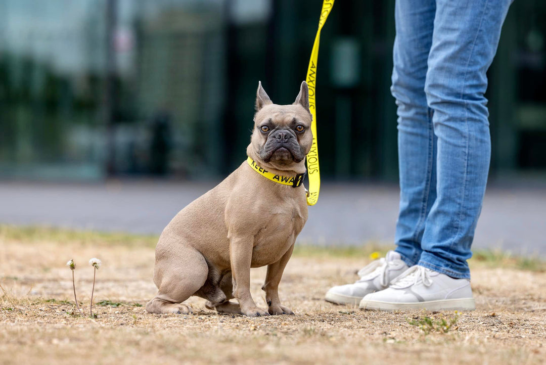 Picture of Collars For Nervous Dogs | I Need Space | My Anxious Dog