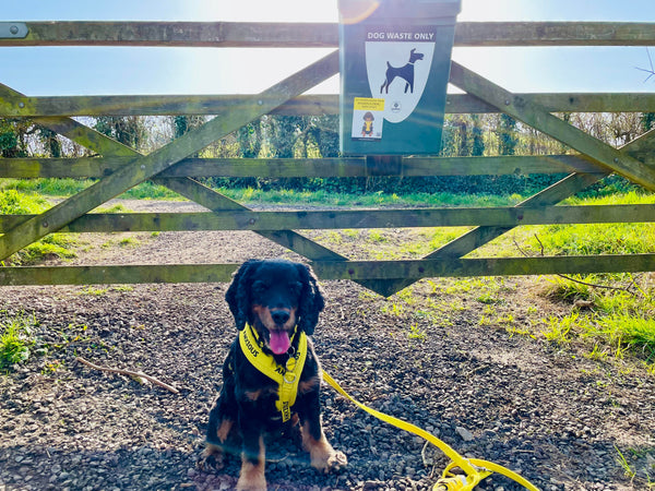 My Anxious Dog Yellow Space Awareness Poo Bin Stickers