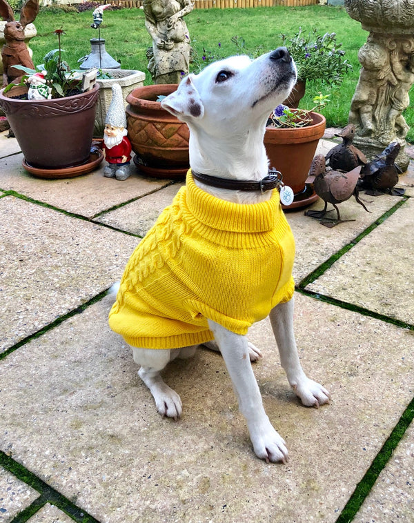 My Anxious Dog Yellow Space Awareness Jumper Small