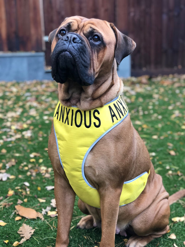 My Anxious Dog Adjustable Yellow Dog Harness "ANXIOUS" - XXL