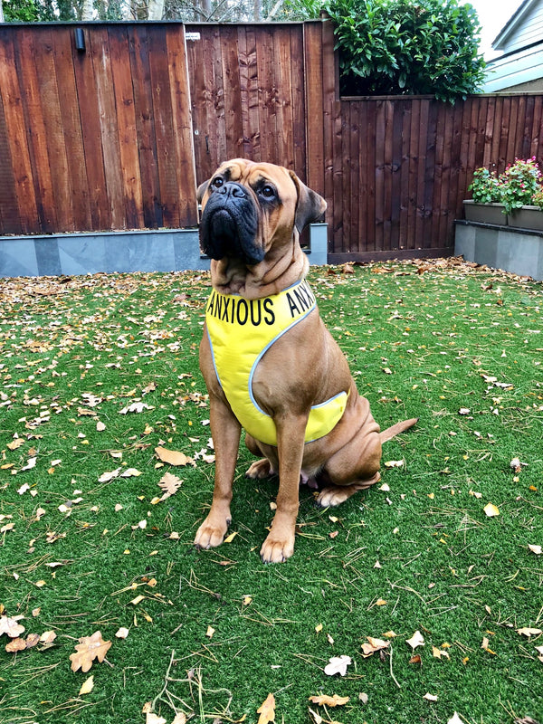 My Anxious Dog Adjustable Yellow Dog Harness "ANXIOUS" - XXL