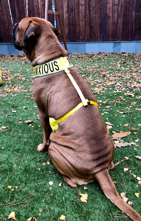 My Anxious Dog Adjustable Yellow Dog Harness "ANXIOUS" - XXL