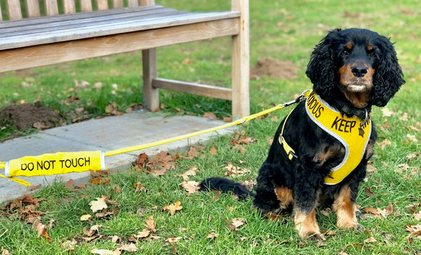 My Anxious Dog Yellow Space Awareness DO NOT TOUCH Warning Lead Slip Cover