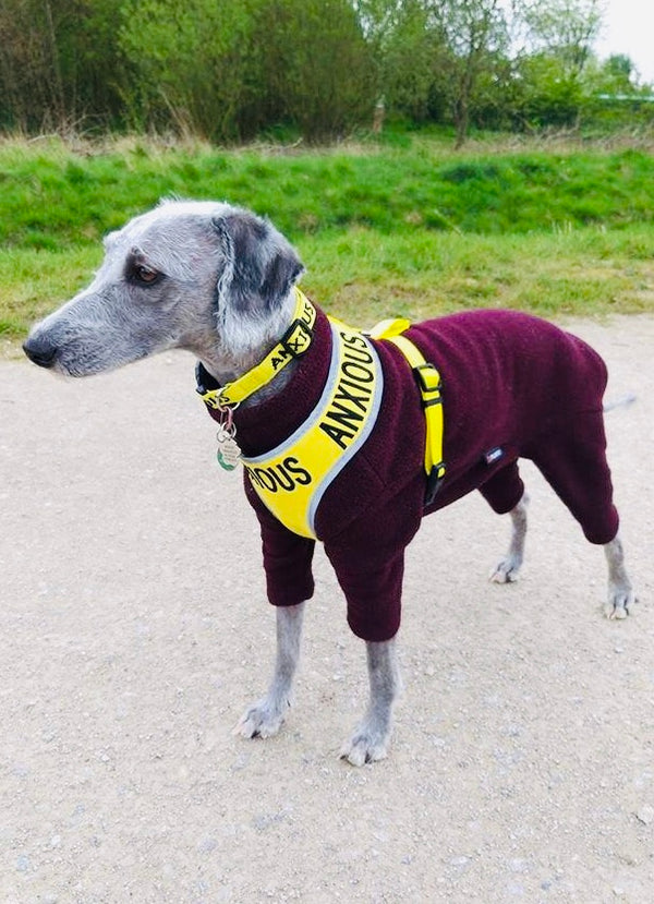 My Anxious Dog Yellow Space Awareness Dog Collar "ANXIOUS"