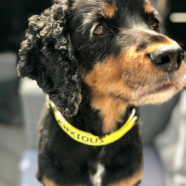 My Anxious Dog Yellow Space Awareness Dog Collar "ANXIOUS"