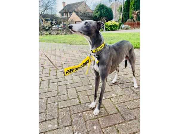 My Anxious Dog yellow space awareness KEEP DOGS AWAY warning lead slip