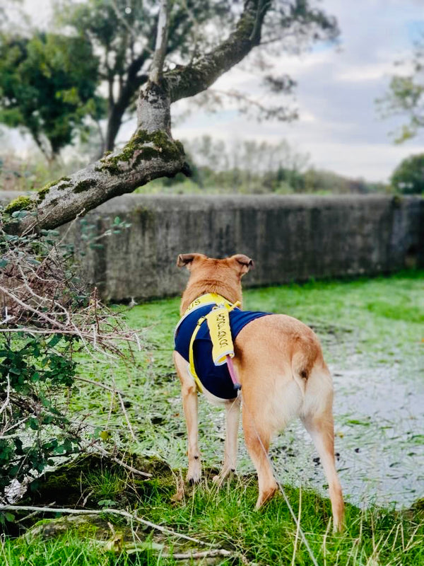 My Anxious Dog Yellow Space Awareness DO NOT TOUCH Warning Lead Slip Cover