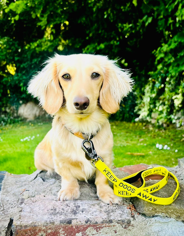 KEEP DOGS AWAY Yellow Space Awareness Dog Lead with Carabiner Clip 1.2M - S/M