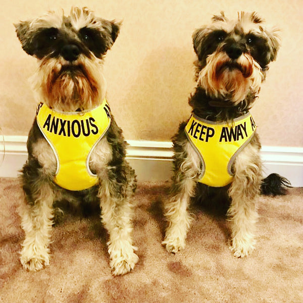 My Anxious Dog Adjustable Yellow Space Awareness Harness "ANXIOUS" - Medium