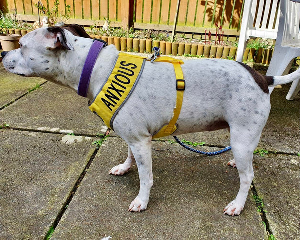 My Anxious Dog Adjustable Yellow Space Awareness Dog Harness "ANXIOUS"  Large