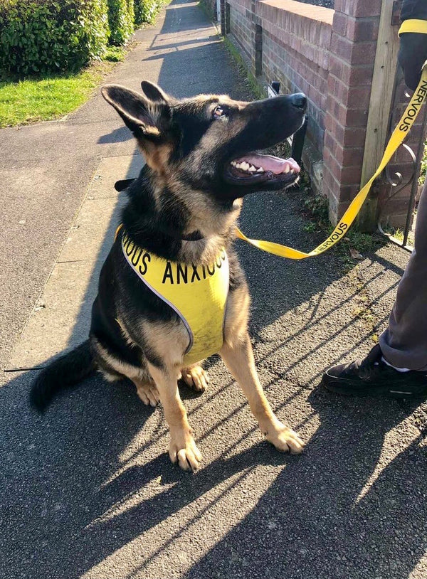 My Anxious Dog Adjustable Yellow Dog Harness "ANXIOUS" - XXL