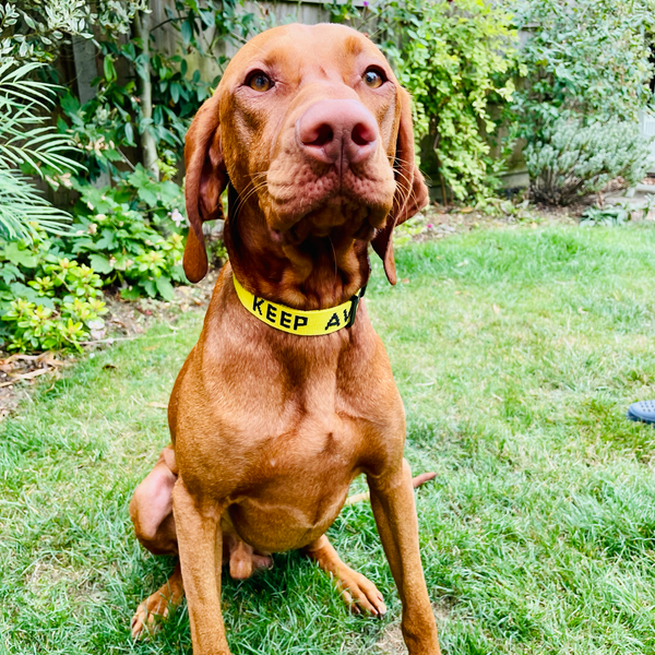 My Anxious Dog Yellow Space Awareness Collar KEEP AWAY - Medium