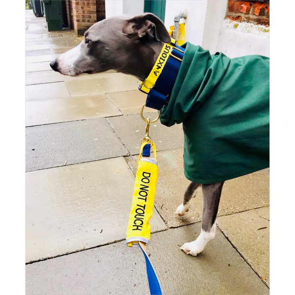 My Anxious Dog Yellow Space Awareness Dog Collar "ANXIOUS"