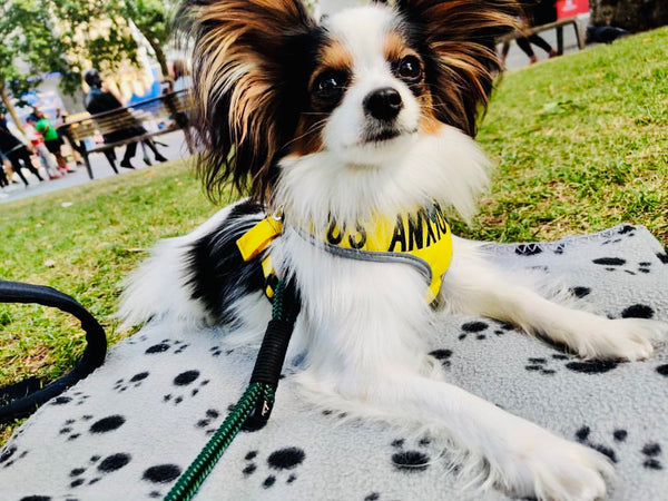 My Anxious Dog Adjustable Yellow Doggie Harness "ANXIOUS" - XS