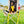 Load image into Gallery viewer, My Anxious Dog Yellow Space Awareness Double Ended Training Lead

