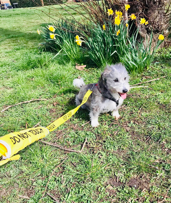 My Anxious Dog Yellow Space Awareness DO NOT TOUCH Warning Lead Slip Cover