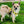 Load image into Gallery viewer, My Anxious Dog Adjustable Yellow Doggie Harness &quot;ANXIOUS&quot; - XS
