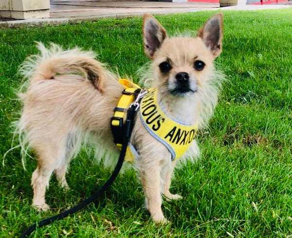 My Anxious Dog Adjustable Yellow Doggie Harness "ANXIOUS" - XS