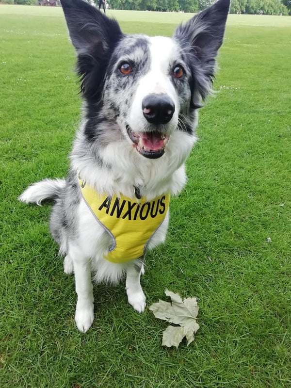 My Anxious Dog Adjustable Yellow Space Awareness Dog Harness "ANXIOUS"  Large