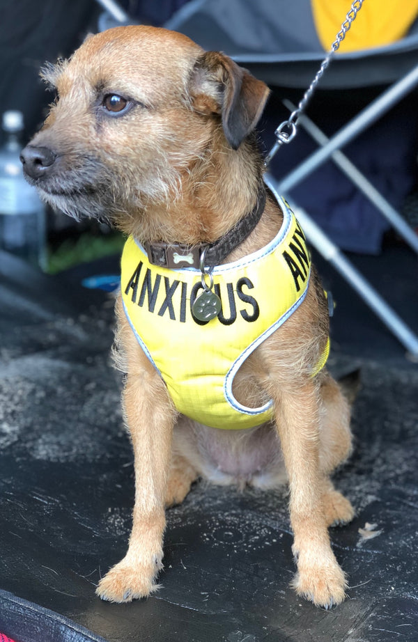 My Anxious Dog Adjustable Yellow Space Awareness Harness "ANXIOUS" - Medium