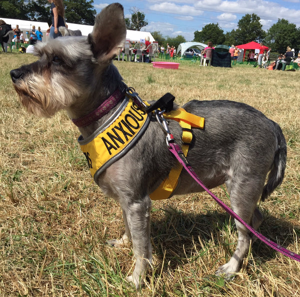 My Anxious Dog Adjustable Yellow Space Awareness Harness "ANXIOUS" - Medium