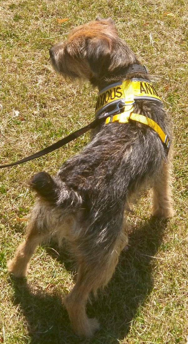 My Anxious Dog Adjustable Yellow Space Awareness Harness "ANXIOUS" - Medium