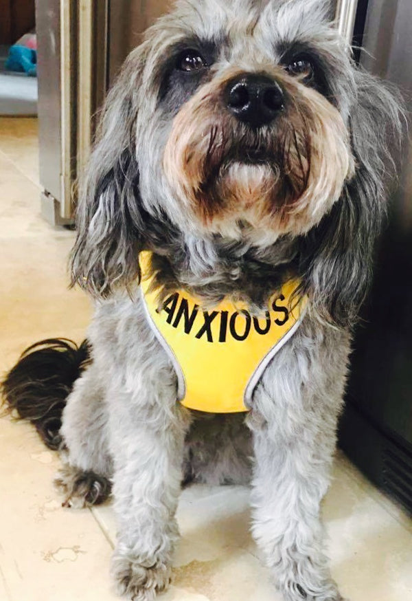 My Anxious Dog Adjustable Yellow Space Awareness Harness "ANXIOUS" - Medium