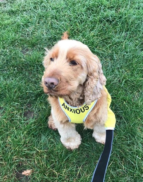 My Anxious Dog Adjustable Yellow Space Awareness Harness "ANXIOUS" - Medium