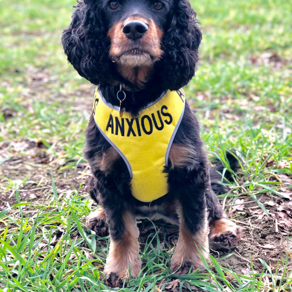 My Anxious Dog Adjustable Yellow Space Awareness Harness "ANXIOUS" - Medium