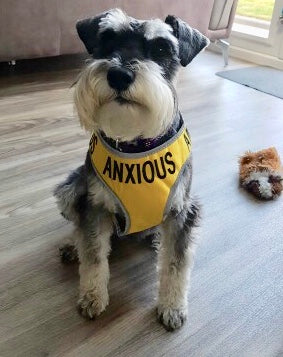 My Anxious Dog Adjustable Yellow Space Awareness Harness "ANXIOUS" - Medium