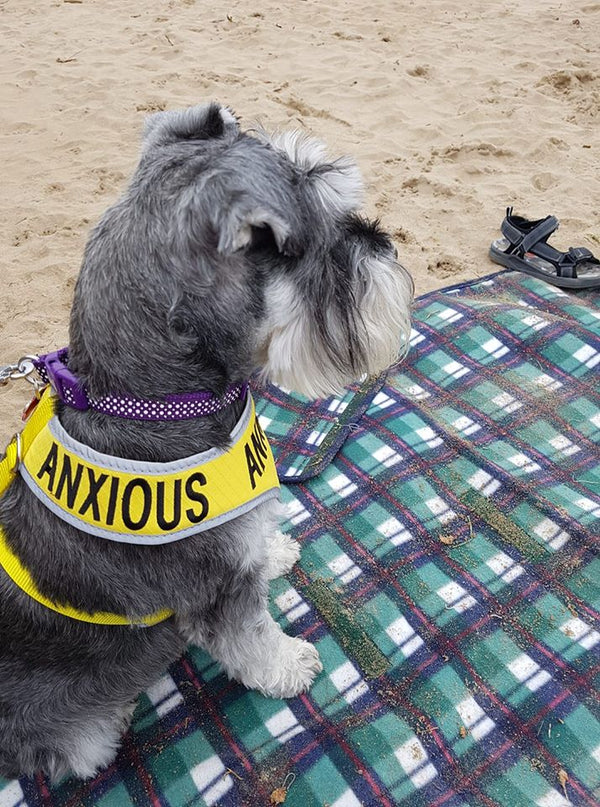 My Anxious Dog Adjustable Yellow Space Awareness Harness "ANXIOUS" - Medium