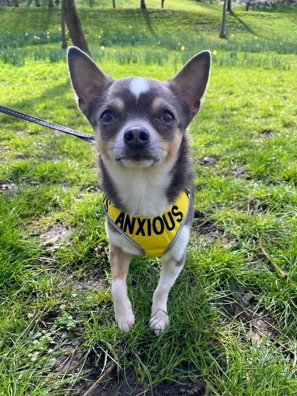 My Anxious Dog Adjustable Yellow Doggie Harness "ANXIOUS" - XS