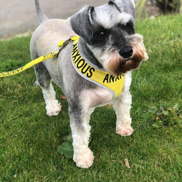 My Anxious Dog Adjustable Yellow Space Awareness Harness "ANXIOUS" - Medium